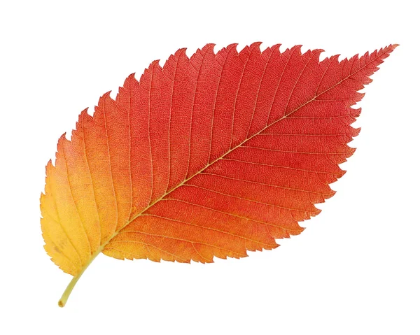 Κόκκινα και κίτρινα φύλλα elm που απομονώνονται σε λευκό φόντο. — Φωτογραφία Αρχείου