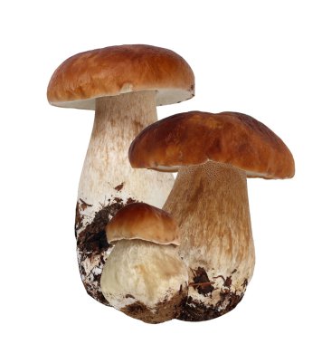 Boletus mantar, ayrı tut. Cèpes.