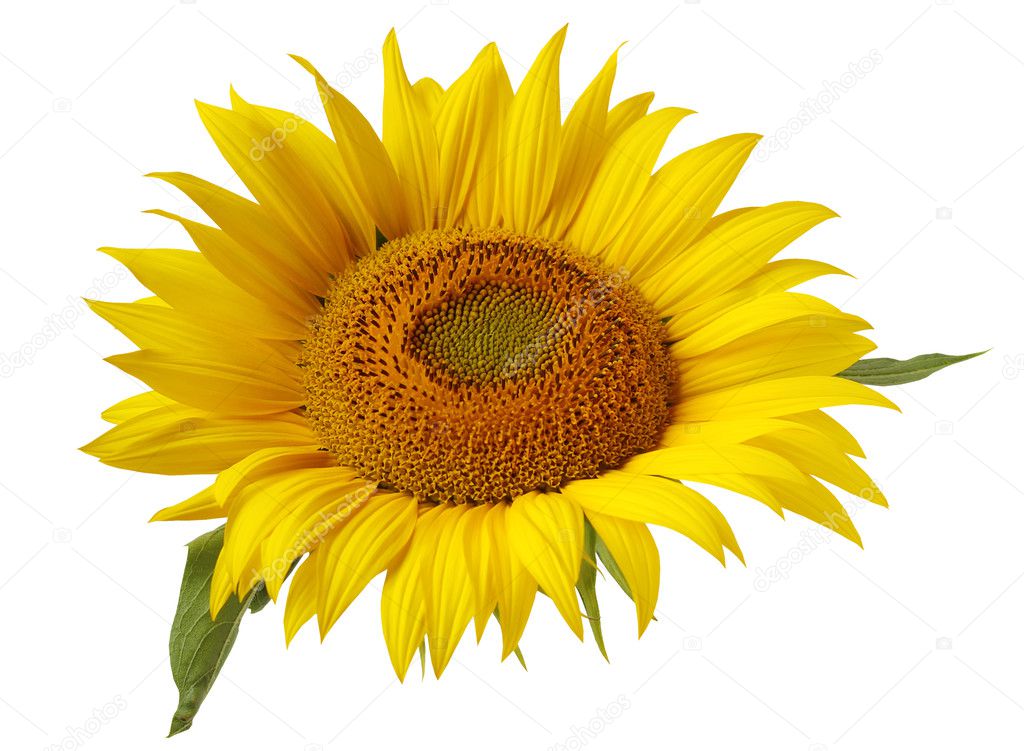 Flower of sunflower isolated on a white background.