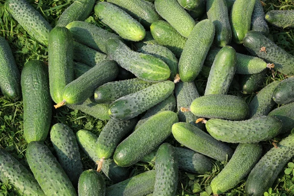 Verse groene komkommer liggend op het gras. — Stockfoto