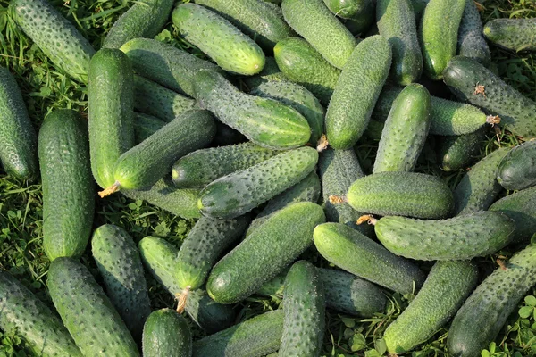 Pepino verde fresco deitado na grama . — Fotografia de Stock