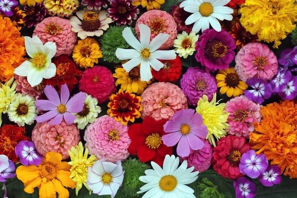 Antecedentes de flores cultivadas. Hermoso fondo de flor . — Foto de Stock
