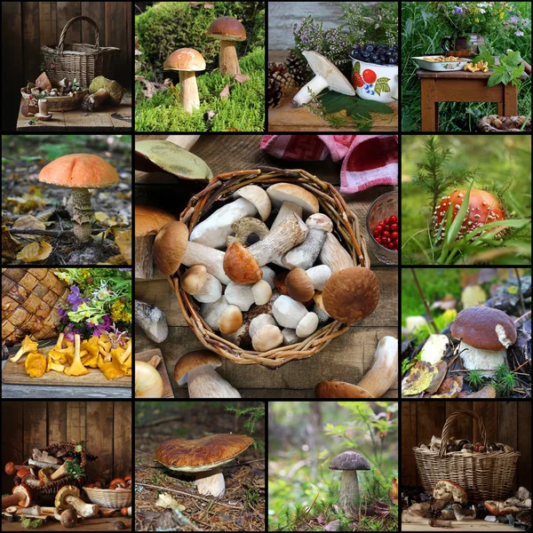 Collage aus Bildern mit Pilzen. — Stockfoto