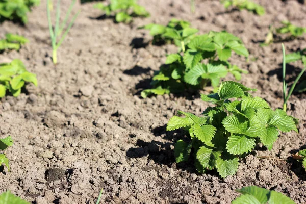 Jóvenes arbustos de fresa en el jardín . — Foto de Stock