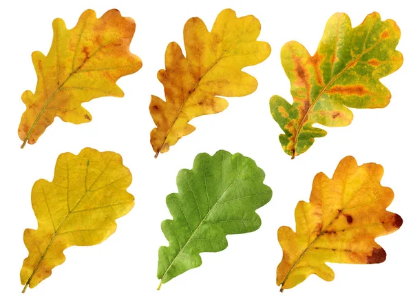 Set of autumn leaves of oak, isolate. — Stock Photo, Image