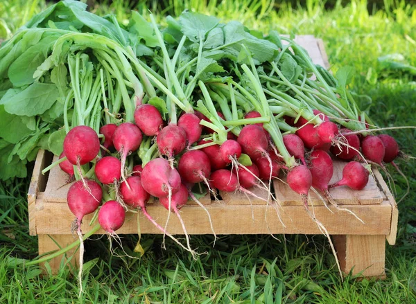 Ridiche de grădină proaspătă cu vârfuri de legume . — Fotografie, imagine de stoc