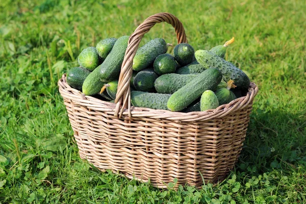 Mand van komkommers op het gras. — Stockfoto