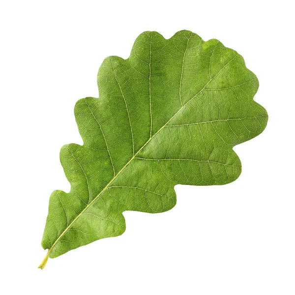 Izolovat zelený dubový list. — Stock fotografie