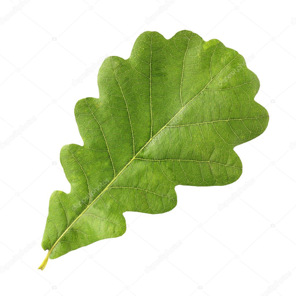 Green oak leaf isolate.