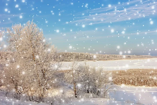 Winterlandschaft mit Bäumen und fallendem Schnee. — Stockfoto
