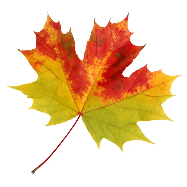 Autumn maple leaf on a white background. — Stock Photo, Image
