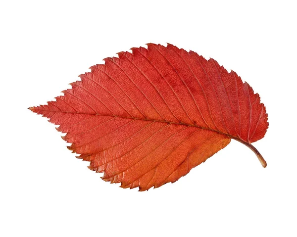 Merah dan kuning daun elm terisolasi pada latar belakang putih . — Stok Foto