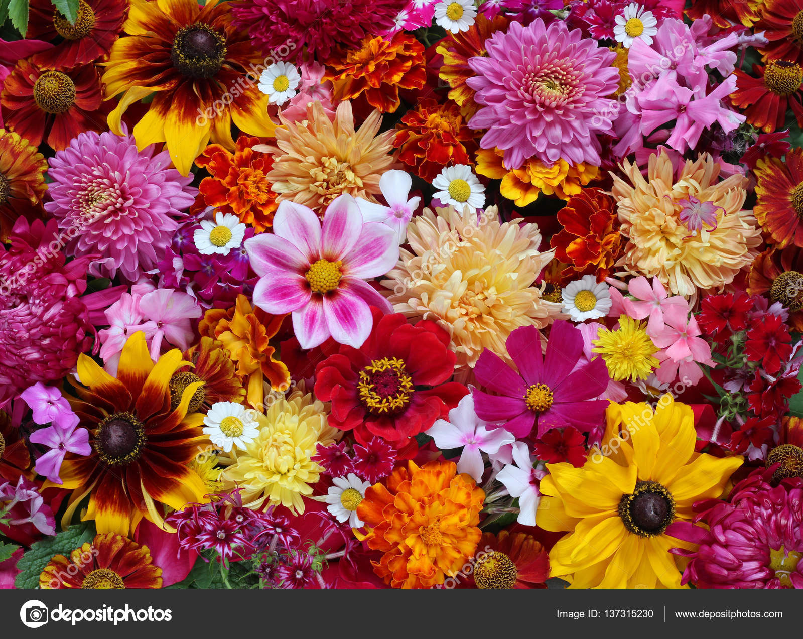 Background of garden flowers, top view. \u2014 Stock Photo