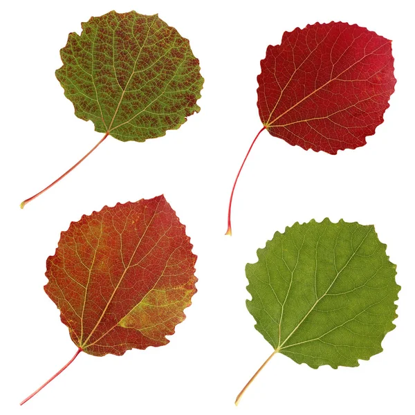 Herbstblätter von Espen, isolieren. — Stockfoto