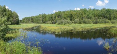 ormandaki nehir. Yaz manzara.