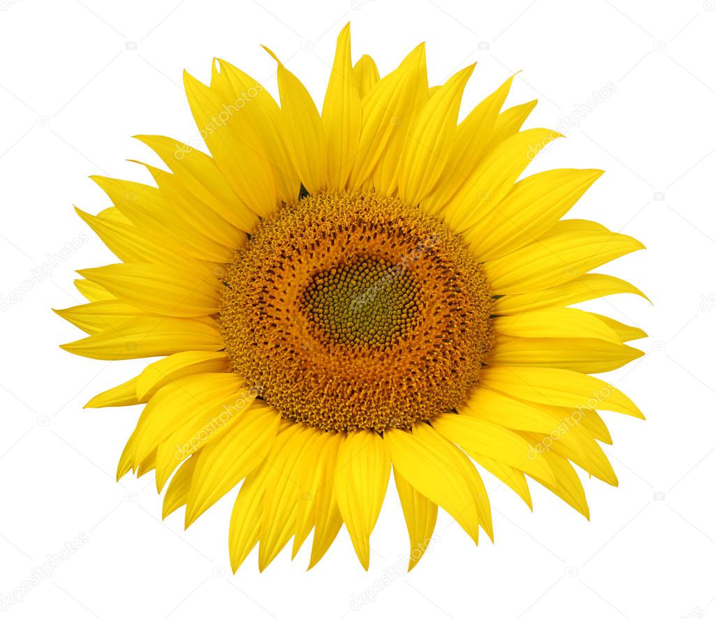 Flower of sunflower isolated on a white background.