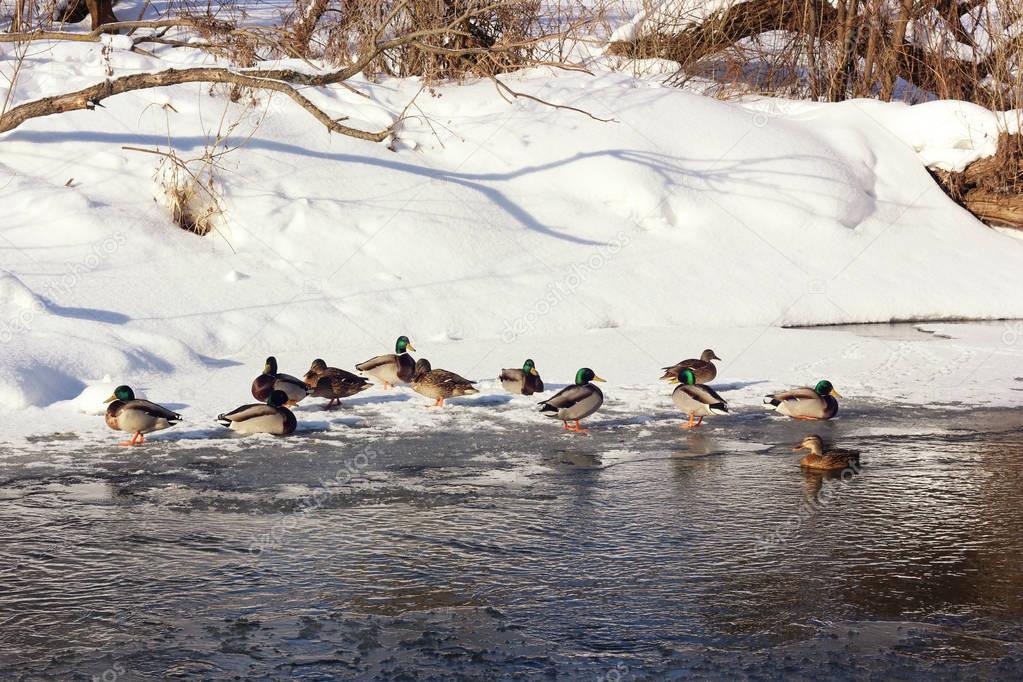 Wild ducks on the banks of the Creek in the winter.