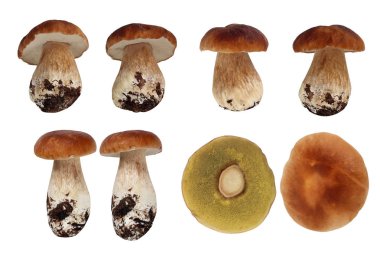 Boletus mantar, ayrı tut. Cèpes.