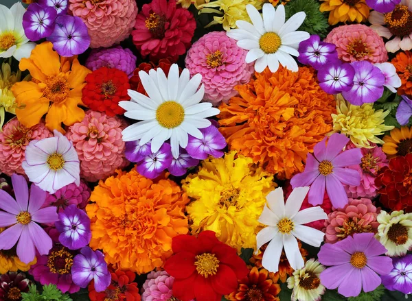 Fondo floral, vista superior . — Foto de Stock
