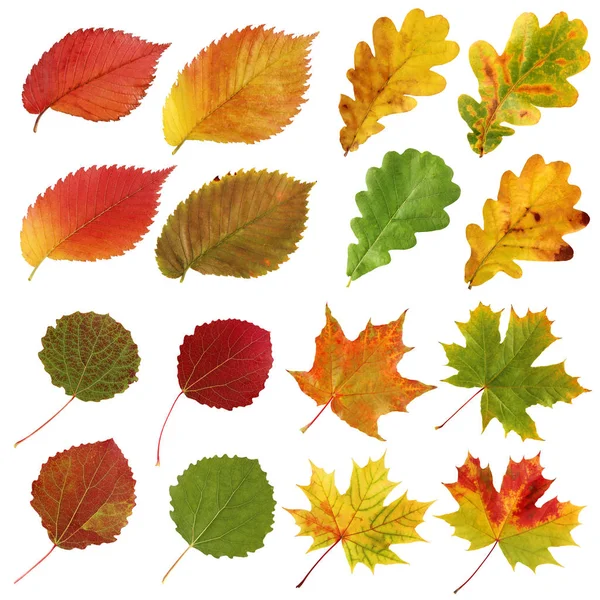 Collection of autumn leaves, aspen and elm, oak and maple, isola