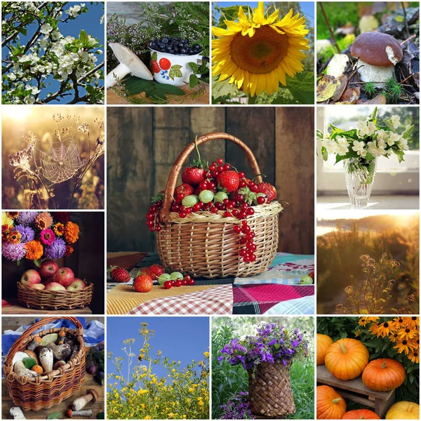 Colagem de fotos de verão. Flores, frutas e legumes . — Fotografia de Stock