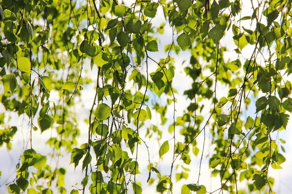 Ramos de bétula com folhas, fundo natural . — Fotografia de Stock