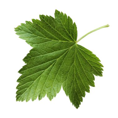 Beyaz arka plan üzerinde izole üzümü yaprağı.