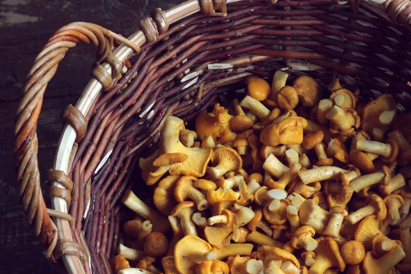 Cogumelos de Chanterelle em uma cesta . — Fotografia de Stock
