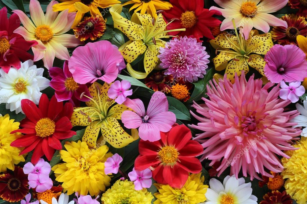 Beautiful background of cultivated flowers, top view. Greeting c ...