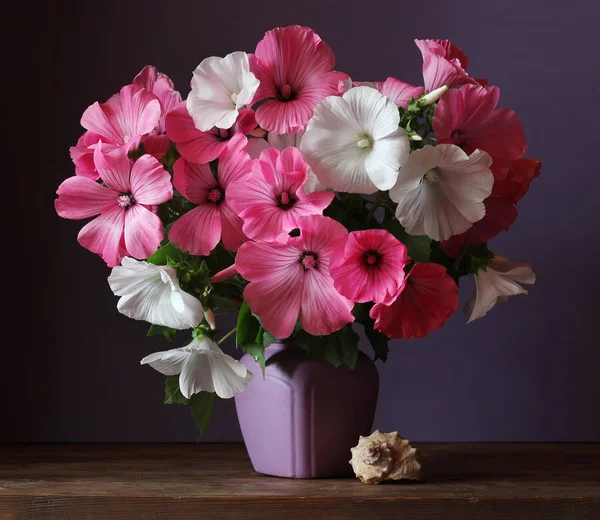 Bouquet of pink and white Lavater. — Stock Photo, Image