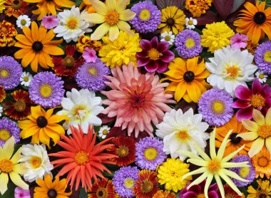 Güzel çiçek arka plan tebrik veya kartpostal için.