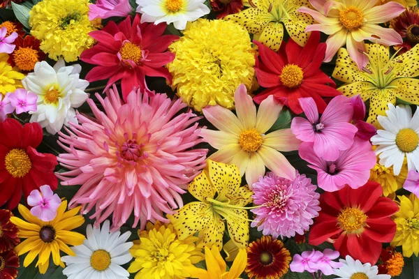 Hermoso fondo floral. vista superior . — Foto de Stock