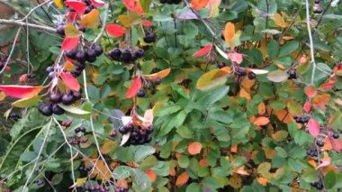 Rüzgarda sallanan siyah chokeberry çilek dalı. (Hd 1080 16:9)