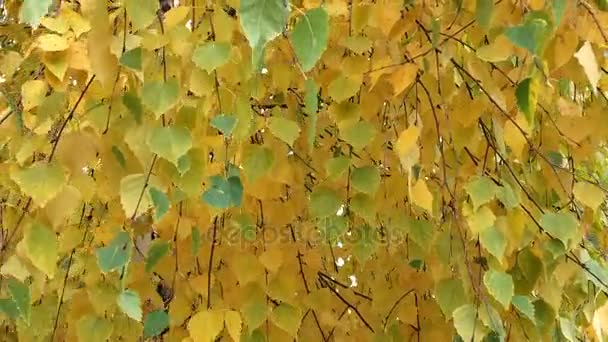 branches de bouleau avec des feuilles jaunes oscillant dans le vent. (HD 1080 16 : 9 )