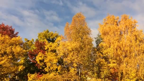 皇冠红榆树和黄桦 — 图库视频影像
