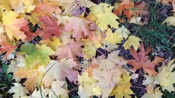 Hojas de arce de otoño amarillo y rojo — Vídeos de Stock
