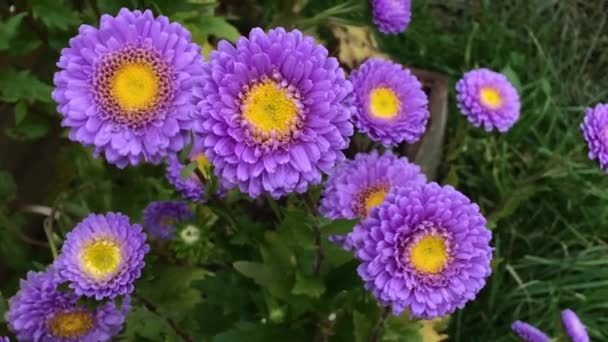 Purple Aster op lange stelen — Stockvideo