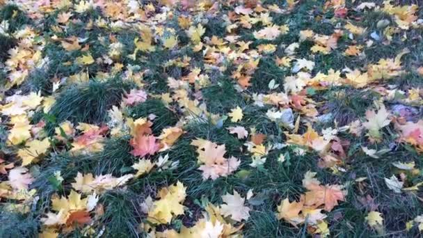 Žlutá a červená javorové listy na schody trávy ve větru. — Stock video