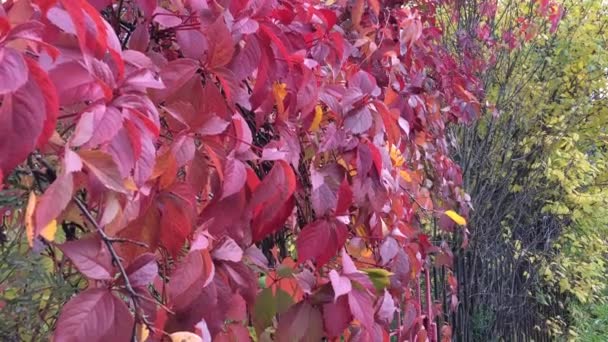 Foglie rosse di uva selvatica sono scosse dal vento . — Video Stock