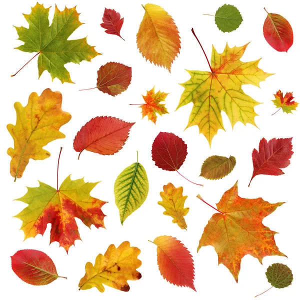 Background with falling autumn leaves. — Stock Photo, Image