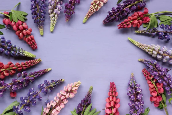 Inflorescencias de altramuz sobre fondo púrpura . —  Fotos de Stock