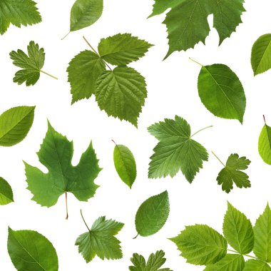 Yeşil bahçe meyve bitkiler beyaz bir arka plan üzerinde bırakır..