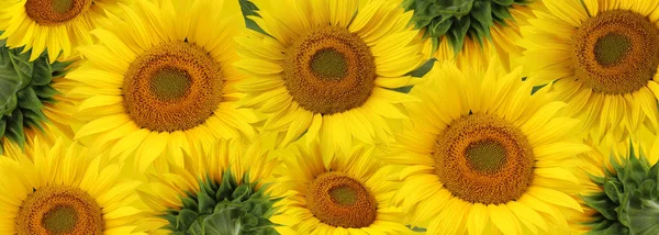 Long banner with sunflowers. Floral background.