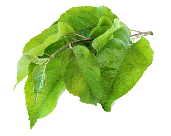 Ramo con foglie di melo, isolato su uno sfondo biancogr — Foto Stock