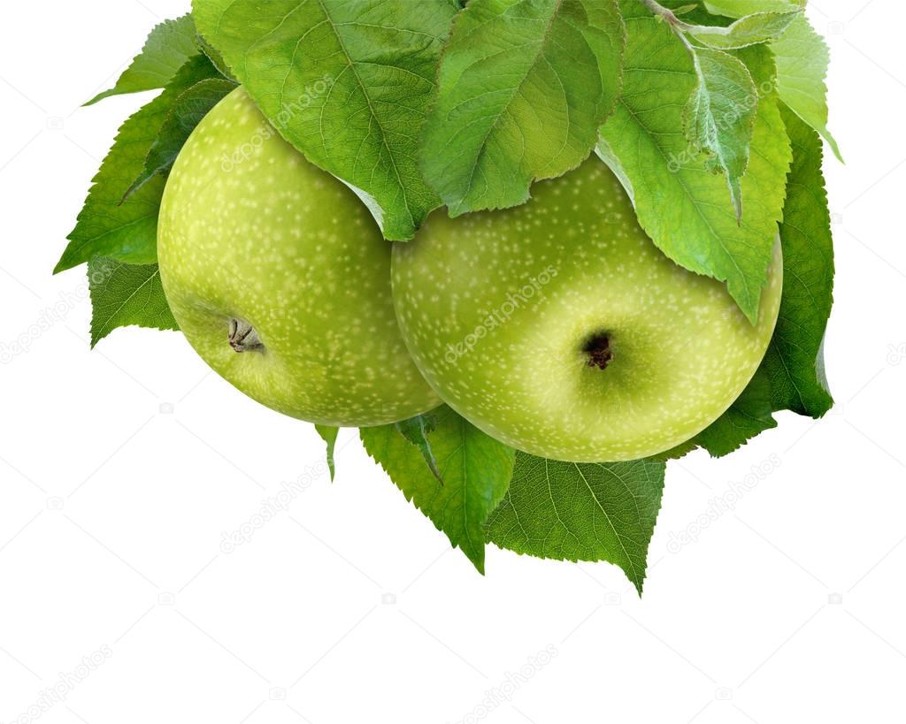 Green apples on a branch, isolate. Clipping path.