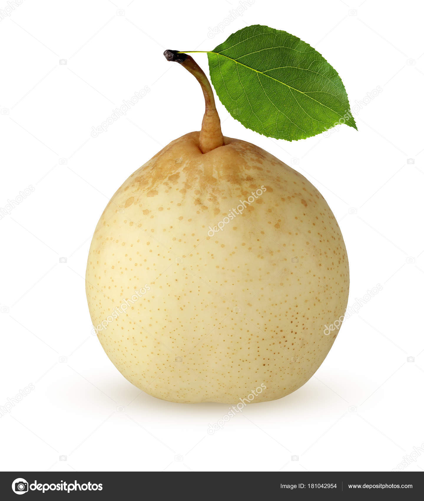 Remarkable, this asian pear leaf effective? Asian pear leaf phrase... super