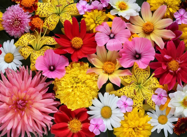 Πανέμορφο φόντο από διάφορα λουλούδια στον κήπο κίτρινο και ροζ. — Φωτογραφία Αρχείου
