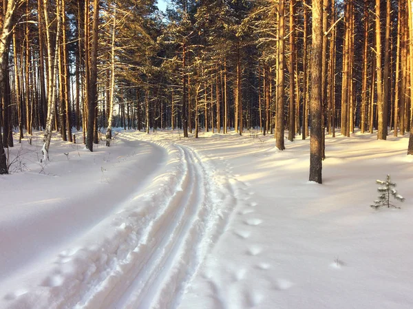 Piste de ski en forêt hivernale. — Photo