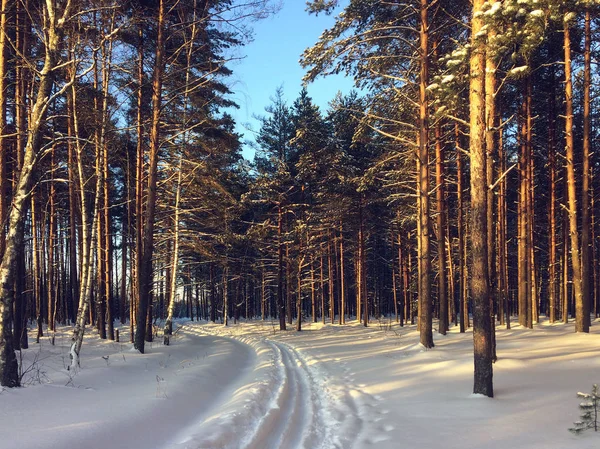 Lyžařská dráha v zimním lese. — Stock fotografie