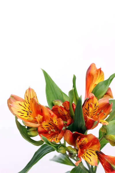 Alstroemeria, fehér háttérrel. Perui liliomok. — Stock Fotó